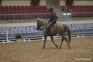 2nd rencontres de l'équitation de tradition française : jours 1 Equitation de tradition francaise et rassembler, Bettina Drummond