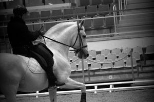 2nd Rencontres de l'équitation de tradition Française : conclusion