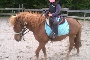 Trotter en levé en harmonie avec son cheval
