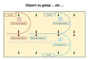 Travail du départ au galop ... et la suite ... : précision, rectitude, équilibre.