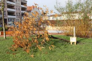 L’arbre de la laïcité massacré