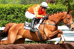 Quinté samedi à Auteuil : Boston Paris, face aux mâles, by Simon