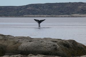 Valdes et ses Baleines