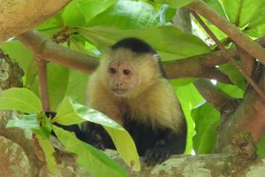De Panama City à la frontière du Costa Rica