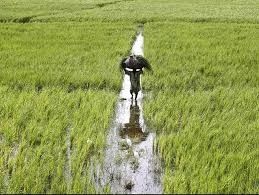 Pakistan Agriculture and High Food Prices