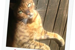 Mum d'un ancien chaton maltraité sous prozac
