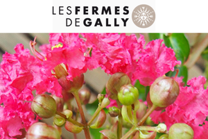 Les Lucioles à la Ferme de Gally