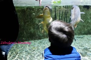Non ! Ce n'est pas un Poisson d'Avril !