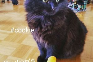 Une boule de poils à aimer ...