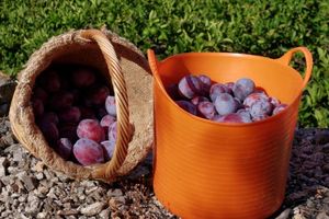 Journées confitures de prunes
