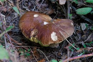 Champignons en Charente