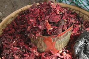 Le bissap, fleur d'hibiscus