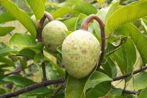 A la découverte d'un fruit sauvage, le mad