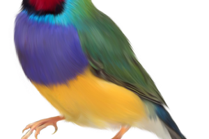 L'oiseau de l'amour.