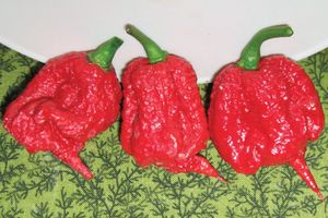 Vidéos - Il vapote le piment le plus fort du monde