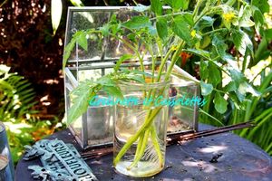 Boutures de Pieds de Tomates