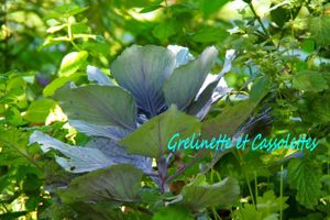 Merci ! Et tour au jardin de septembre