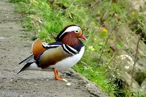 CANARD MANDARIN SUR LA MARNE PRES DE PARIS