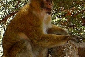 La Montagne des singes