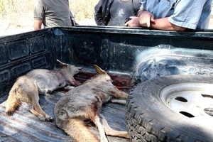 Le braconnage se fait au vu et au su de tout le monde. Qui arrêtera le massacre de la faune du Djurdjura ?