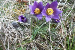 Balade de printemps sur les pelouses calcaires en Lorraine !