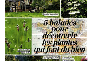 article : 5 balades pour découvrir les plantes qui font du bien