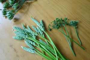 la plante du moment: l'asperge des bois