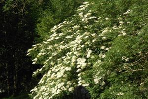 Atelier de la sorcière des bois: Les fées étaient au rendez-vous !