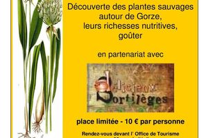 prochaine balade découverte des plantes sauvages à Gorze