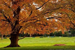 Défi d'octobre - C'est l'automne!!