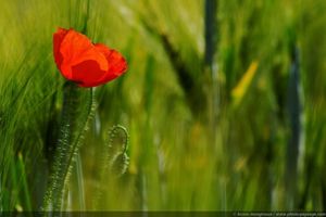 Défi création mars 2015 - Vive le printemps!