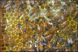 Quand la Nature excelle en géométrie