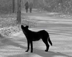 Chien errant