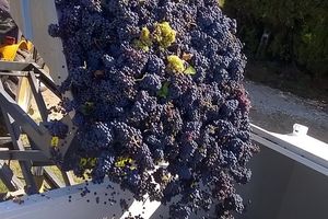 Le grenache, c'est Bleu!