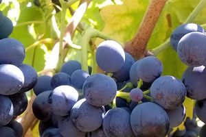 Des vendanges torrides.