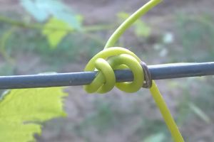 Le soleil est tombé dans la vigne