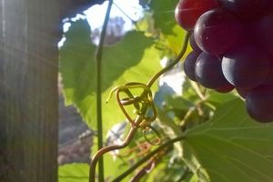 Vendanges précoces en perspective