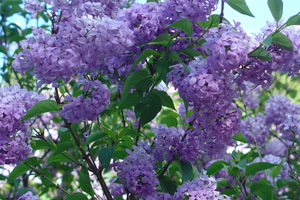 que faire au jardin en Avril ?