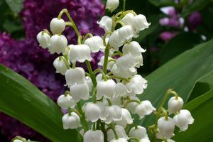 Au jardin en mai