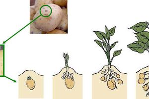 La germination des pommes de terre