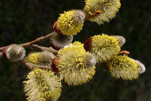 Quelques plantes repères du jardinier