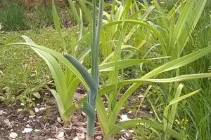 Un poireau planté...deux récoltés !