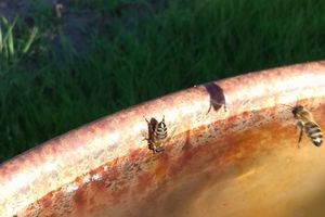 L'été donnez à boire aux abeilles