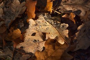 Les feuilles mortes au potager
