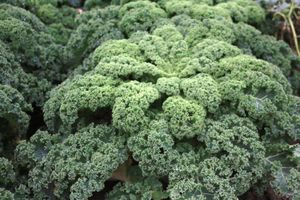 Le chou kale