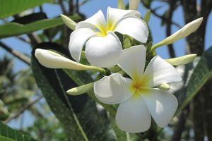 Warum Reisen? … um an den Blumen zu riechen!