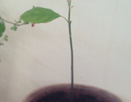 Petit avocatier et sa surprise.
