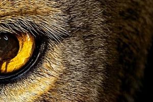 Zoo : du livre à la série