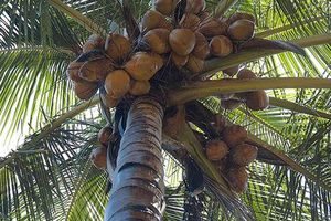 « Amour Caché » tombé du Cocotier.