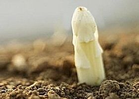 Le temps des asperges.